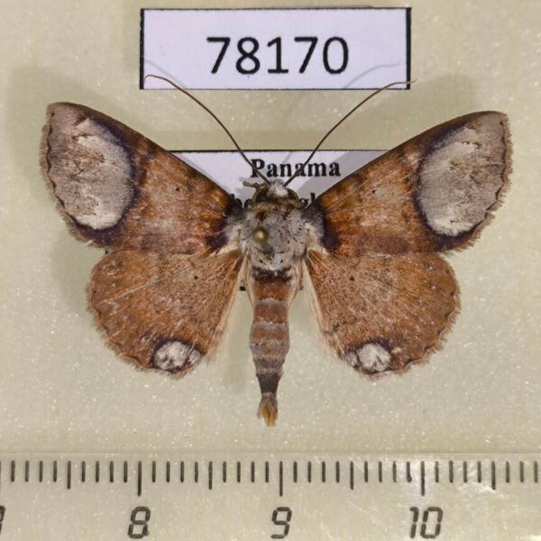 Noctuidae Antiblemma sexplagiata Panama