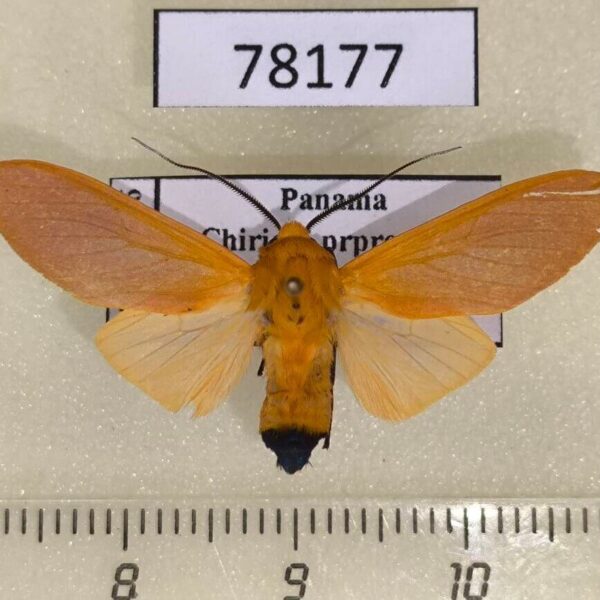 Arctiidae Ormetica pauperis Panama