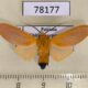 78177p Arctiidae Ormetica pauperis Panama $9
