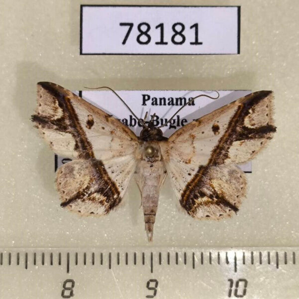 Noctuidae Antiblemma juruana Panama