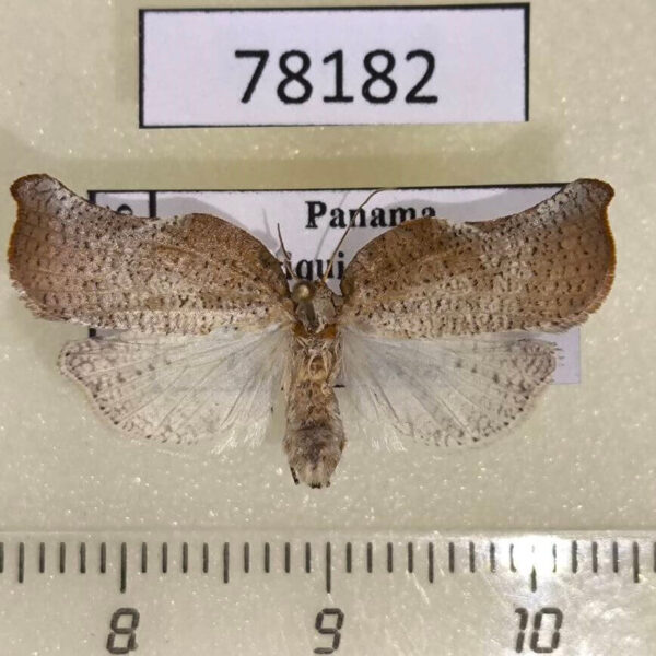 Tortricidae Tinacrucis sp. aquila f Panama