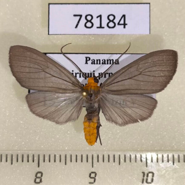 Arctiidae Agaraea longicornis Panama