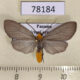 78184p Arctiidae Agaraea longicornis Panama $13