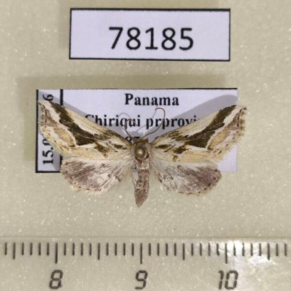 Moth sp. Panama