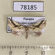 78185p Moth sp. Panama $8