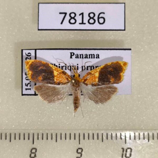 Moth sp. Panama