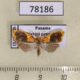 78186p Moth sp. Panama $7