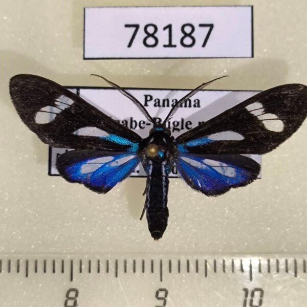 Arctiidae Leucopleura ciarana Panama