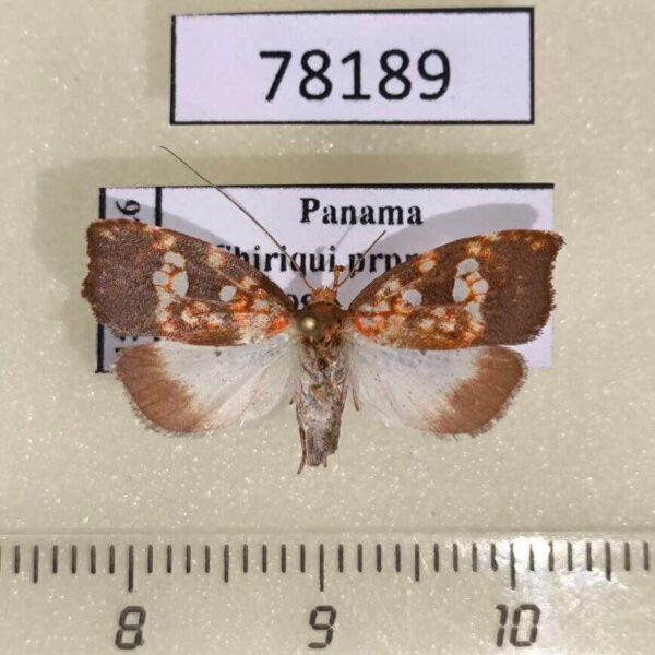 Oecophoridae Coptotelia perseaphaga Panama