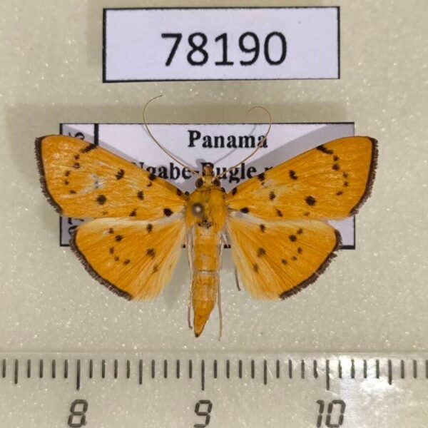 Crambidae Phaedropsis sp. Panama
