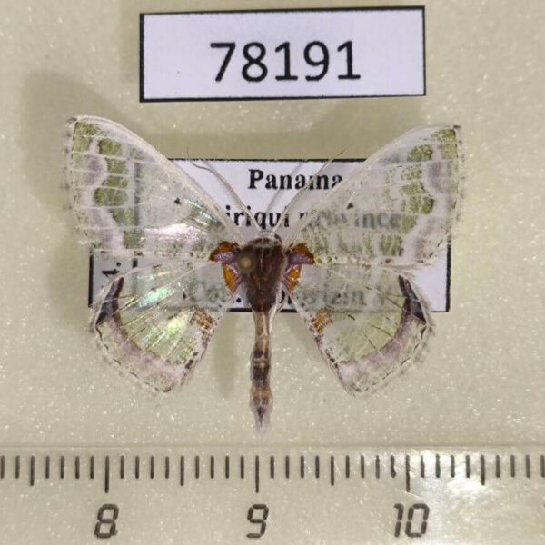 Geometridae Hyalochlora splendens Panama