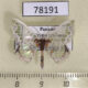78191p Geometridae Hyalochlora splendens Panama $15