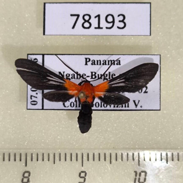 Arctiidae Saurita sanguinea Panama