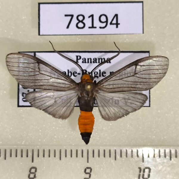 Arctiidae Atyphopsis modesta Panama