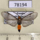 78194p Arctiidae Atyphopsis modesta Panama $15