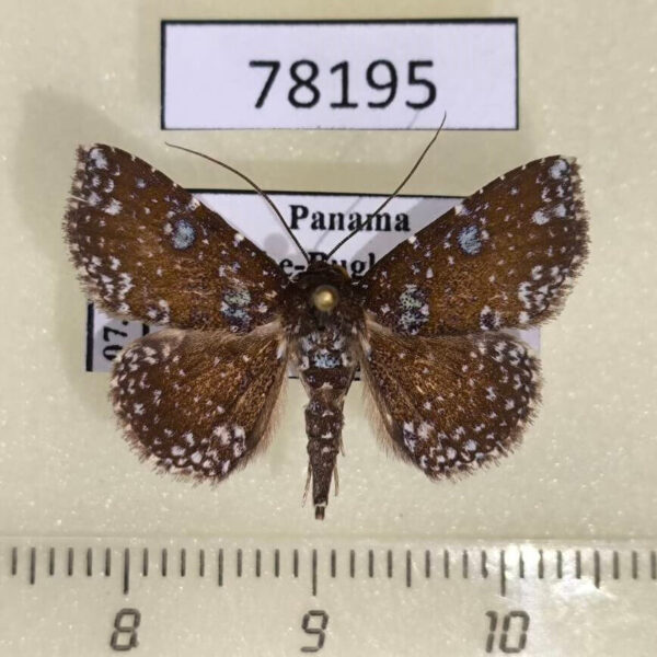 Noctuidae Antiblemma sp. Panama