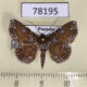78195p Noctuidae Antiblemma sp. Panama $18