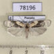 78196p Depressariidae Antaeotricha sp. Panama $10