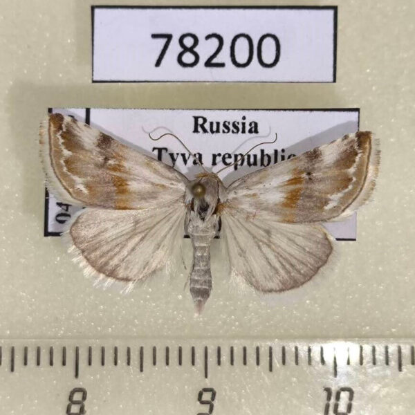 Noctuidae Eublemma ostrina Tyva rep.