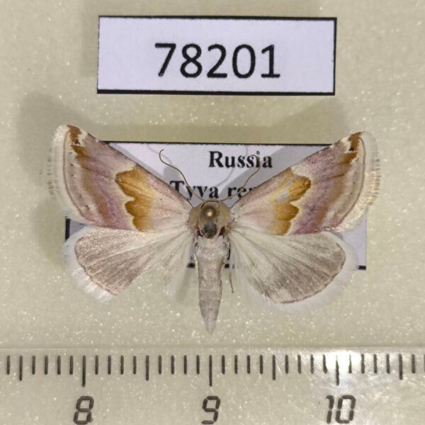 Noctuidae Eublemma rosea Tyva rep.