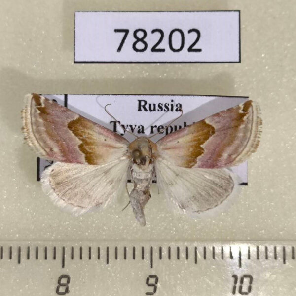 Noctuidae Eublemma rosea Tyva rep.