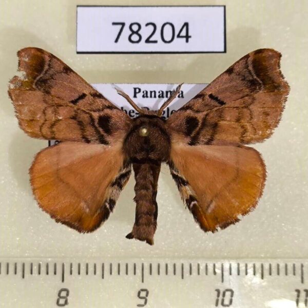 Bombycidae Quentalia chromana Panama