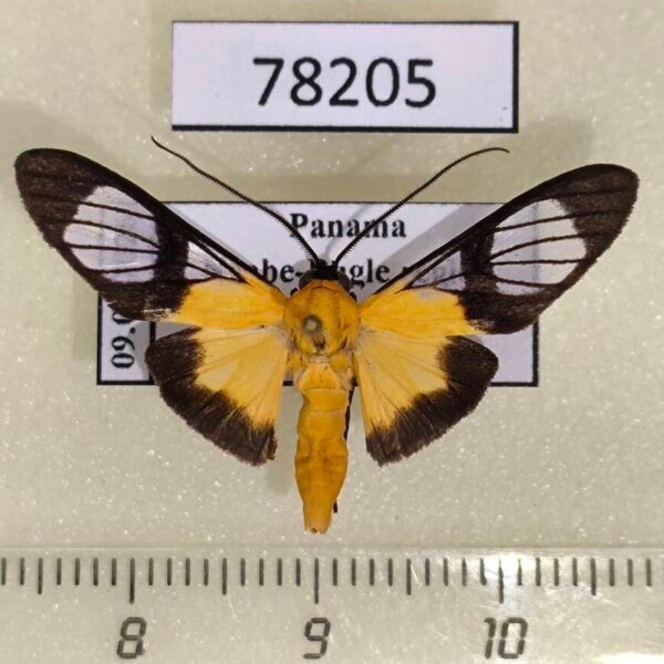 Arctiidae sp. Panama