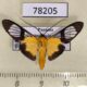 78205p Arctiidae sp. Panama $60