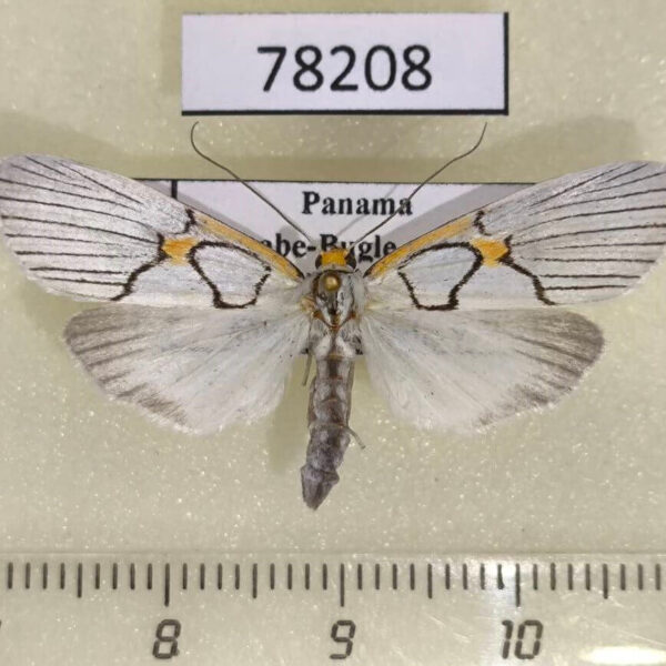 Notodontiidae Scotura annulata Panama