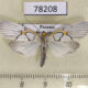 78208p Notodontiidae Scotura annulata Panama $25