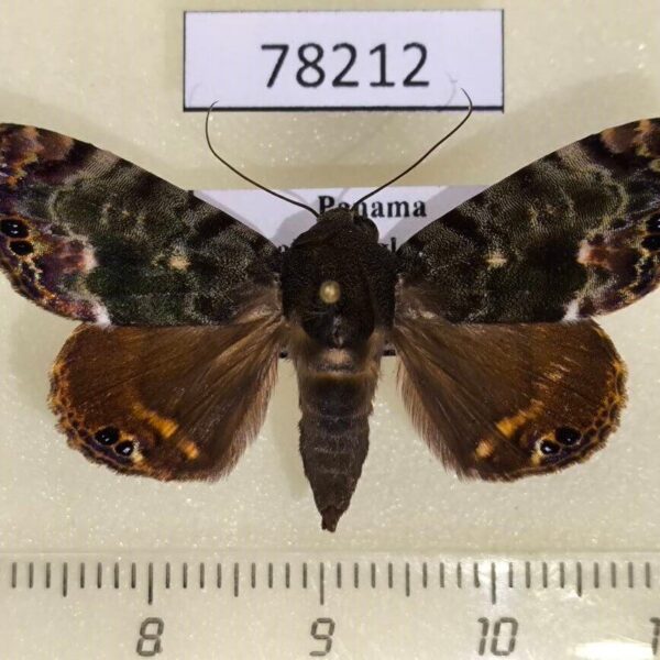 Noctuidae Dyops subdifferens Panama