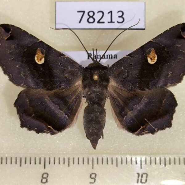 Noctuidae Euclystis insana Panama