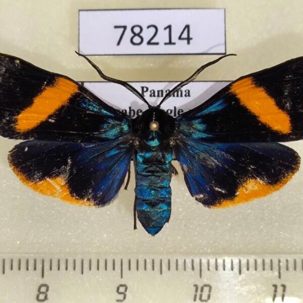 Arctiidae Coreura eion Panama