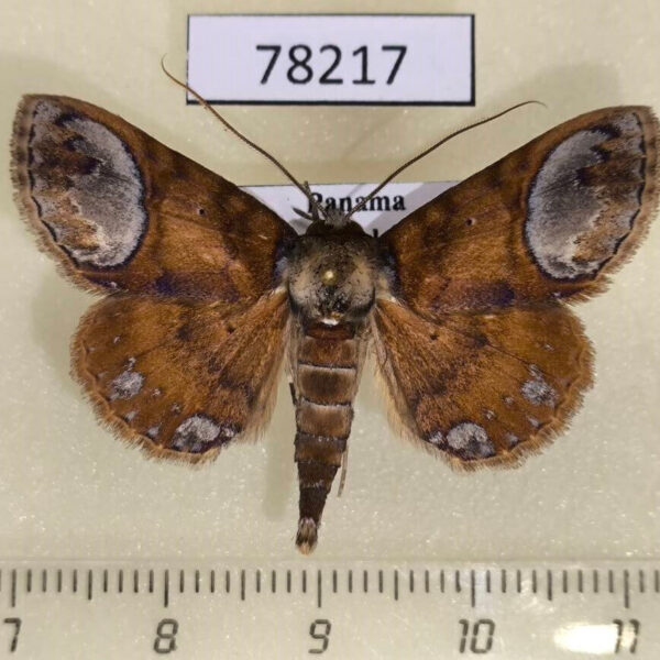 Noctuidae Antiblemma neptis Panama