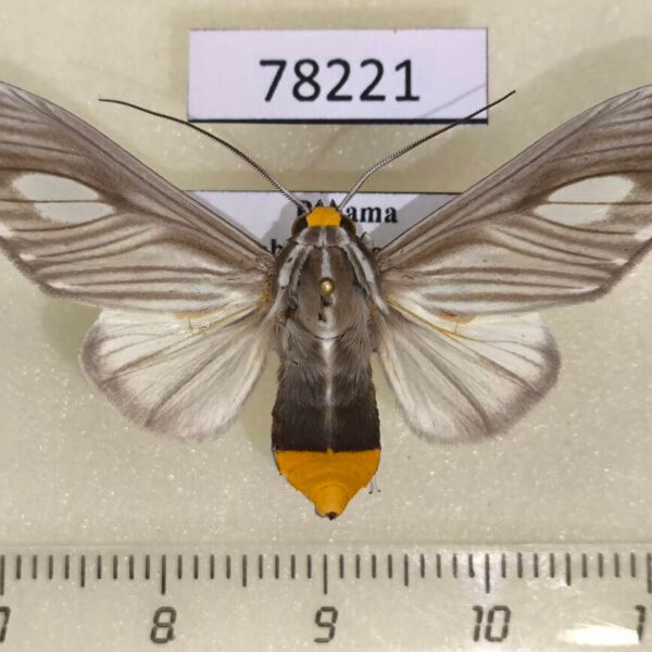 Arctiidae Robinsonia mera Panama