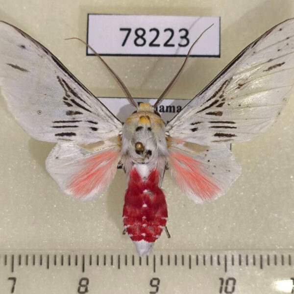 Arctiidae Idalus aleteria Panama