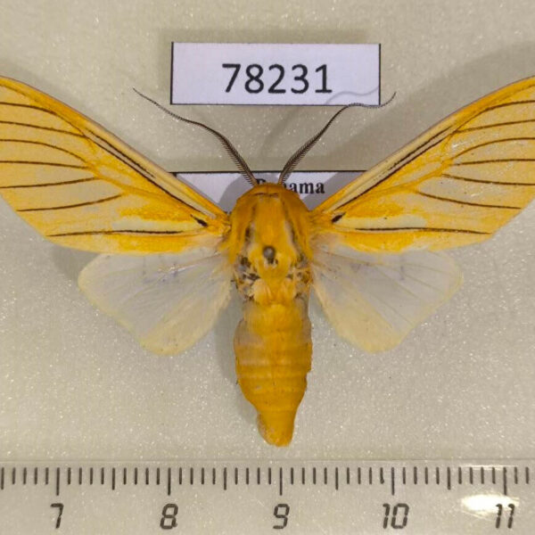 Arctiidae Symphlebia aryllis Panama