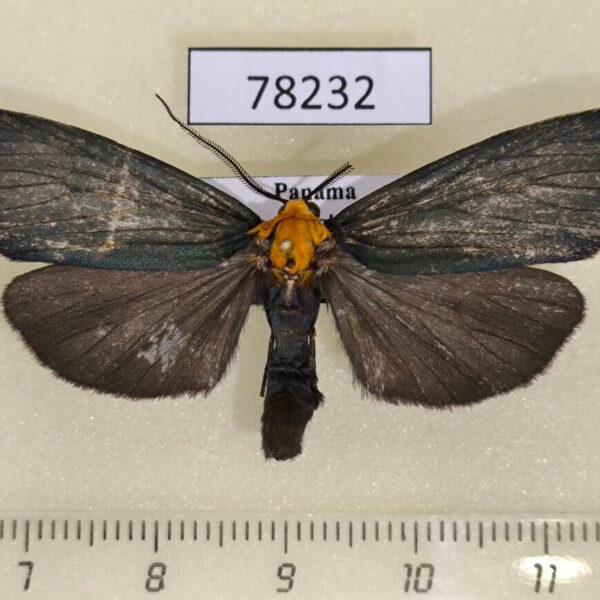 Arctiidae Apistosia judas Panama