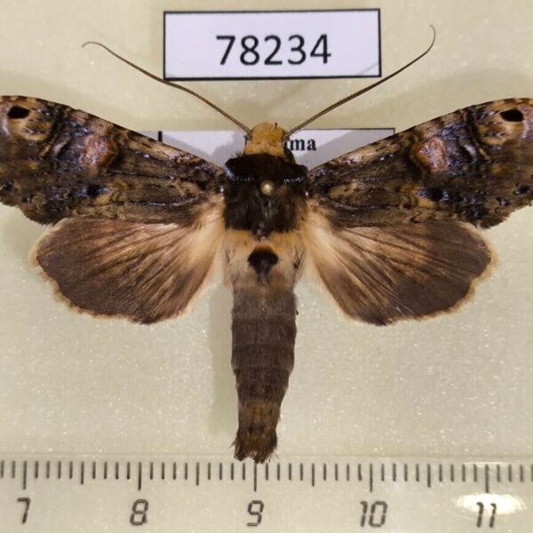 Notodontiidae Nystalea ocellata Panama