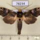 78234p Notodontiidae Nystalea ocellata Panama $14
