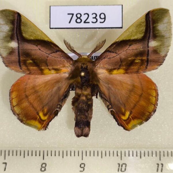 Bombycidae Epia muscosa Panama