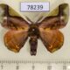 78239p Bombycidae Epia muscosa Panama $20