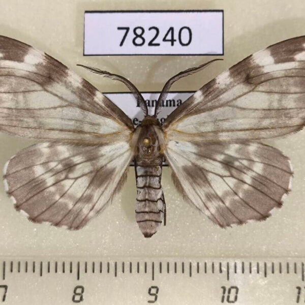 Geometridae Nephodia organa Panama