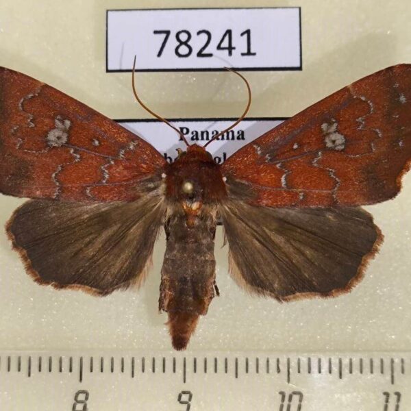 Noctuidae Anomis rubida Panama
