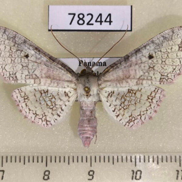 Thyrididae Collinsa ferreiceps Panama