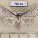 78244p Thyrididae Collinsa ferreiceps Panama $10