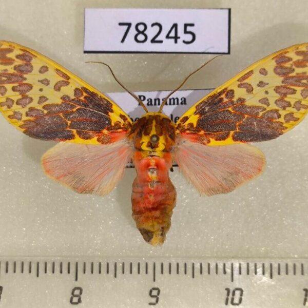 Arctiidae Amaxia lepida f Panama