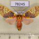 78245p Arctiidae Amaxia lepida f Panama $15