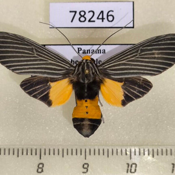Arctiidae Apyre separata Panama