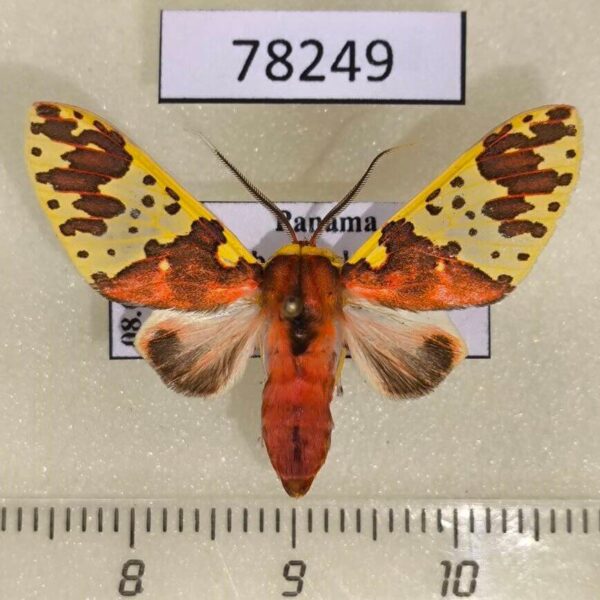 Arctiidae Amaxia carinosa Panama